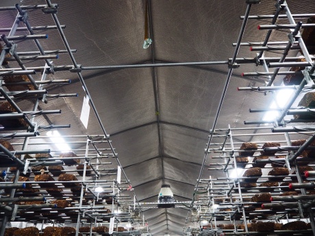 遮熱仕様のしいたけハウスで光熱費削減!(合同会社じゅうねん 様)